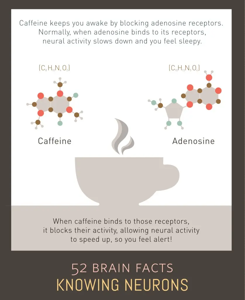 Brain receptors diagram showing how caffeine blocks adenosine