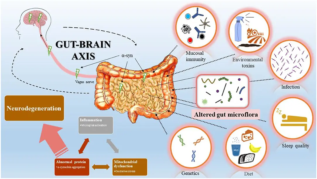 The Gut-Brain Connection: How Your Digestive System Affects Mood and Mental Health