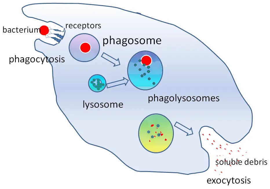 Long COVID: Pathophysiology, Biomarkers, and Treatment