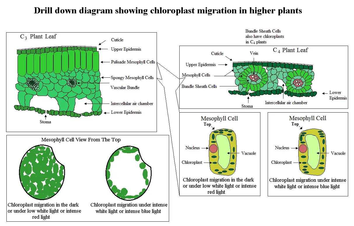 Diagram of photosynthesis showing chloroplast, light reactions, and Calvin cycle