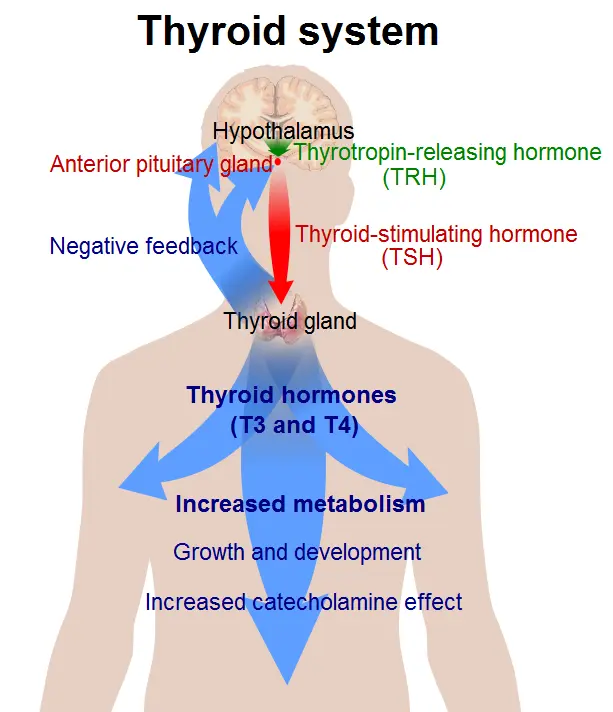 Hormonal and metabolic changes caused by sleep deprivation
